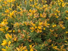 Ulex gallii