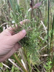 Epilobium leptophyllum