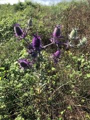 Eryngium leavenworthii