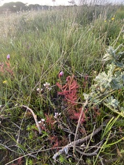Drosera cistiflora