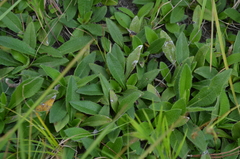 Helianthus heterophyllus