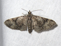 Eupithecia edna