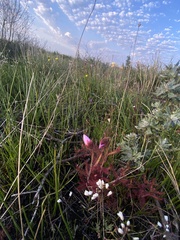 Drosera cistiflora