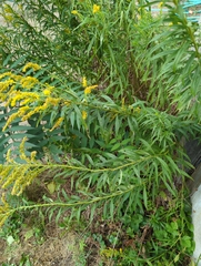 Solidago altissima
