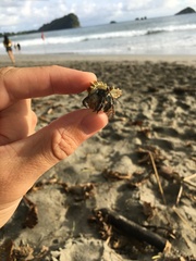 Coenobita compressus