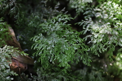 Hymenophyllaceae