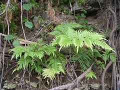 Pteris comans