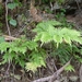 Pteris comans - Photo (c) Leon Perrie,  זכויות יוצרים חלקיות (CC BY-NC), הועלה על ידי Leon Perrie