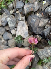 Ranunculus glacialis