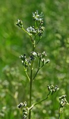 Valeriana edulis