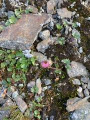 Ranunculus glacialis