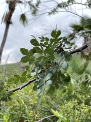 Bursera glabrifolia