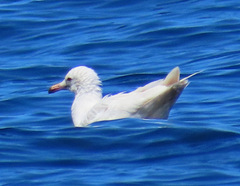 Larus heermanni