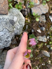 Ranunculus glacialis