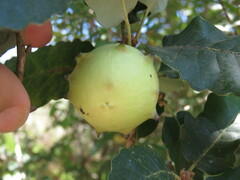 Andricus quercustozae