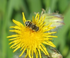 Eristalis stipator