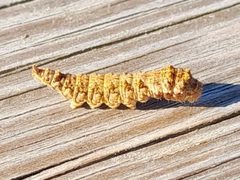 Falcaria lacertinaria