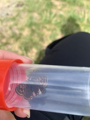 Lycaena tityrus
