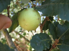 Andricus quercustozae