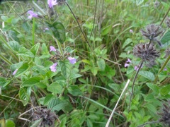 Clinopodium vulgare