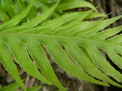 Pteris comans