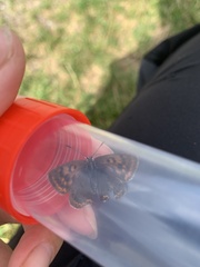 Lycaena tityrus