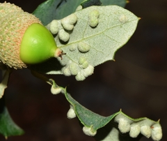 Dryomyia lichtensteinii