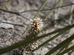 Lomandra juncea