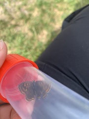 Lycaena tityrus