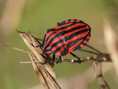Graphosoma italicum