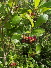 Aronia melanocarpa
