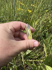 Gentianopsis