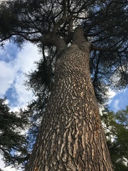 Cedrus atlantica