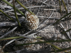 Lomandra juncea