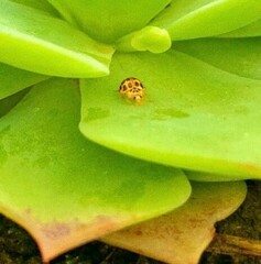 Psyllobora confluens