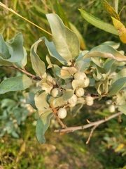 Elaeagnus commutata