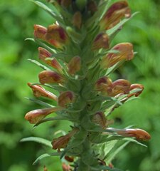 Pedicularis procera
