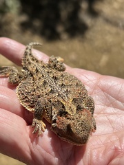 Phrynosoma hernandesi