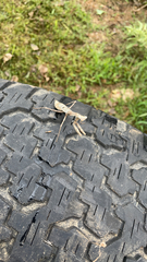 Stagmomantis carolina