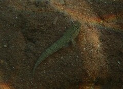 Gobius bucchichi
