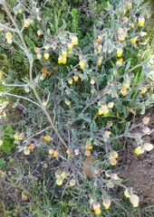 Hermannia althaeifolia