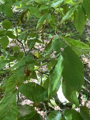 Litylenchus crenatae