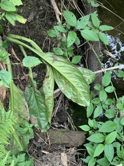 Lysichiton americanus