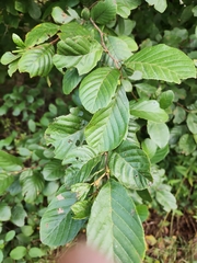 Alnus serrulata