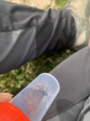 Erebia