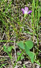Oxalis violacea