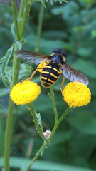 Sericomyia chalcopyga