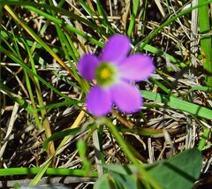 Oxalis violacea