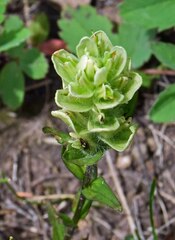 Castilleja occidentalis