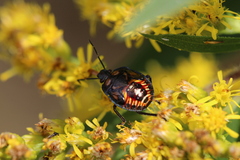 Asopinae
